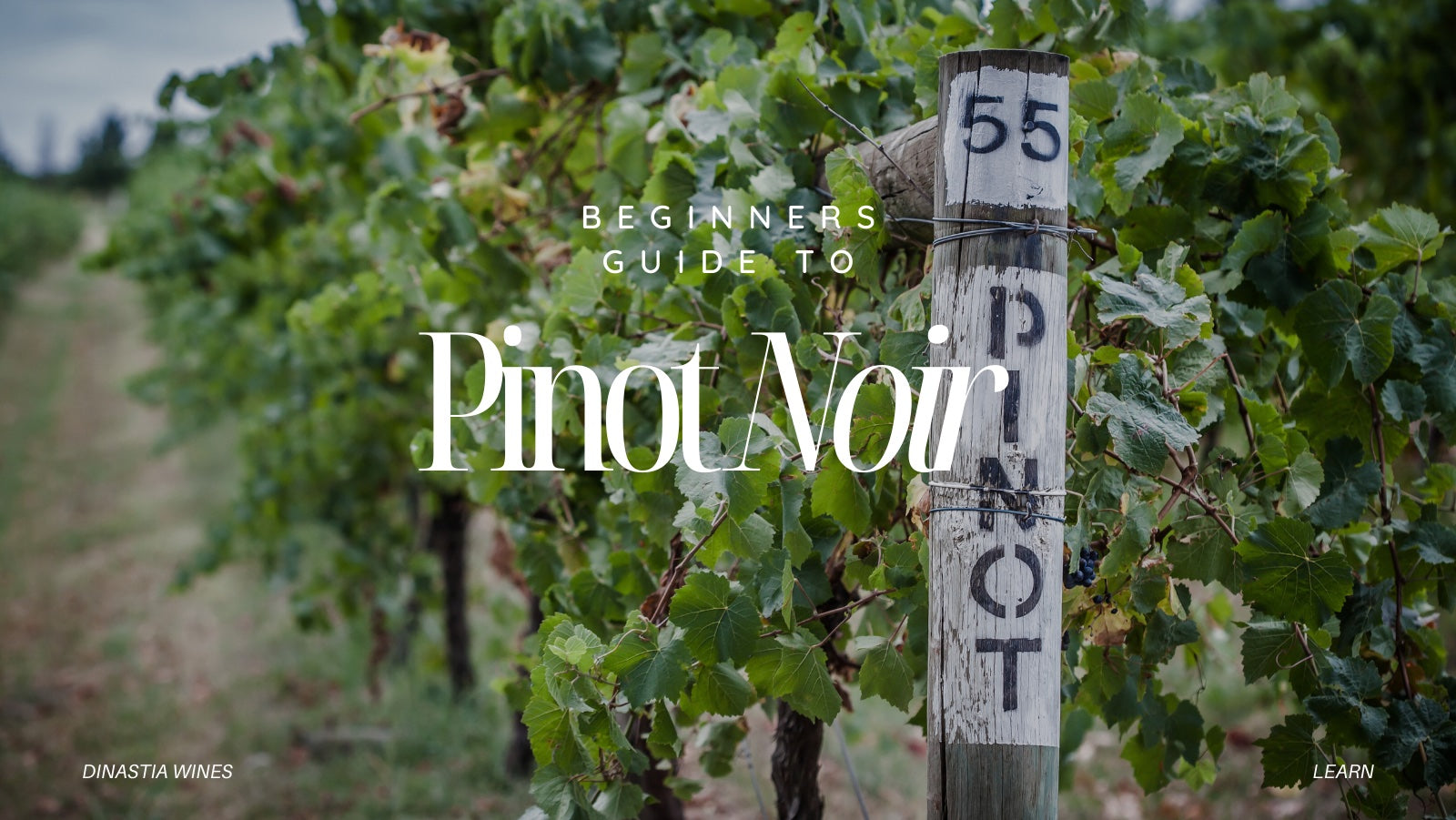 Wine Guide: Pinot Noir